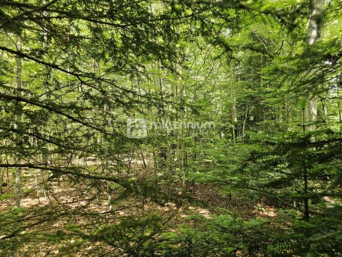 G. Kotar, Bosiljevo, 100.581m2 negrađevinskog zemljišta