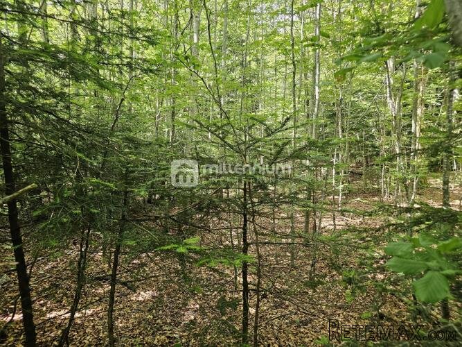 Bribir, 9.758m2, građevinsko zemljište