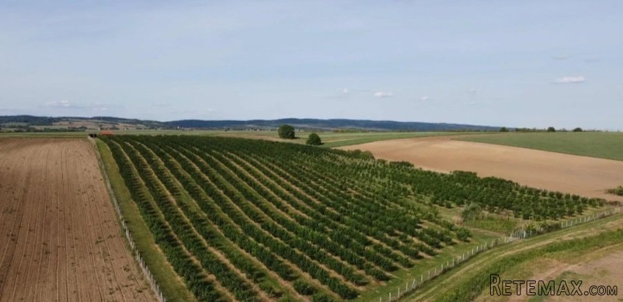 Plantaža lešnika-Sremska Mitrovica-Ležimir 378ari