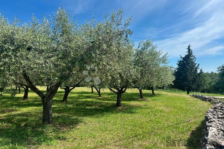 SVETI LOVREČ – građevinska parcela s nasadom maslina - 2