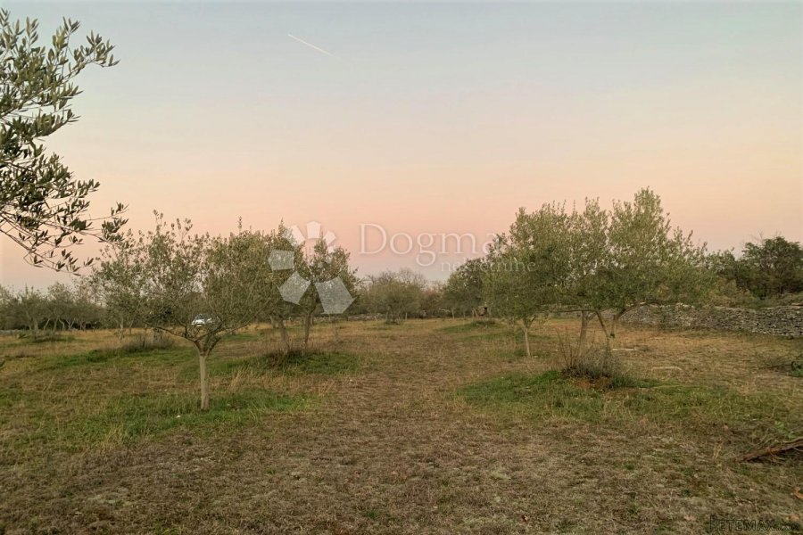 BALE – maslinik i šuma 3 km od mora