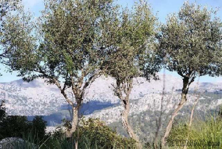 Plot of land, 50.000 m2, with spectacular 360 degrees views.. - 3