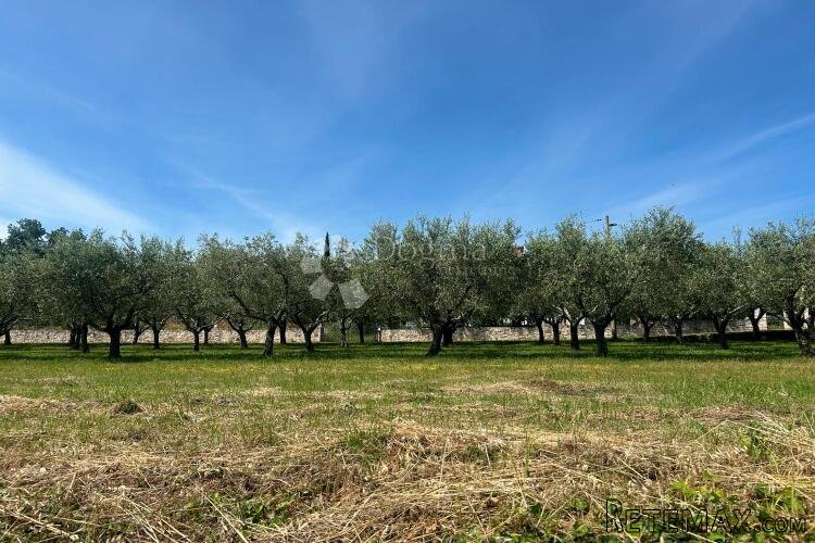 SVETI LOVREČ – građevinska parcela s nasadom maslina - 3