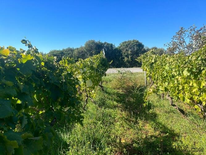 VINOGRAD S ISTARSKOM MALVAZIJOM -Galižana - 2