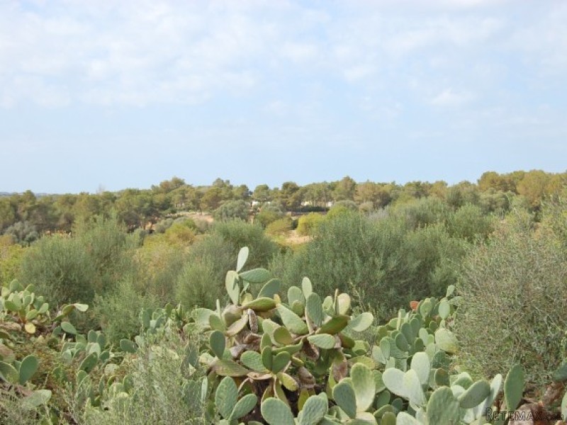 Rustic Plot Near Palma - 2