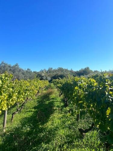 VINOGRAD S ISTARSKOM MALVAZIJOM -Galižana - 3