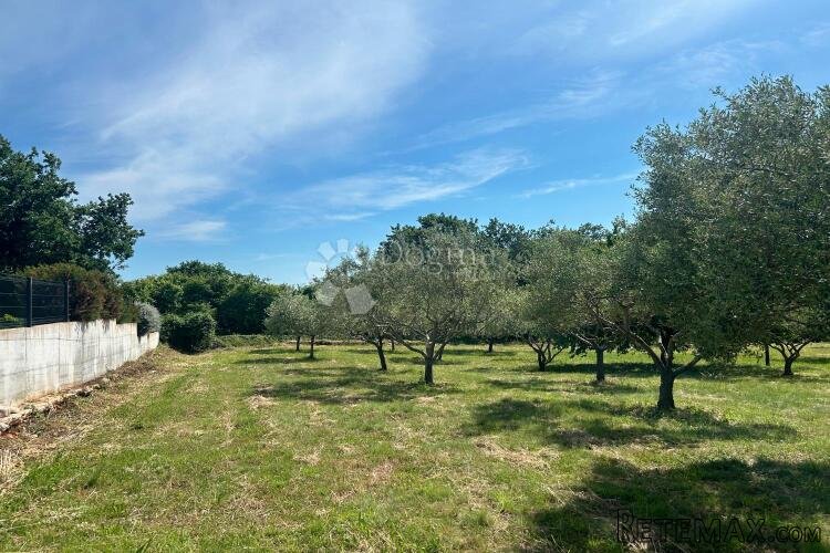 SVETI LOVREČ – građevinska parcela s nasadom maslina - 2