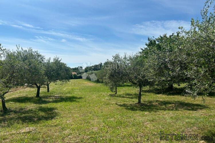 SVETI LOVREČ – građevinska parcela s nasadom maslina - 3