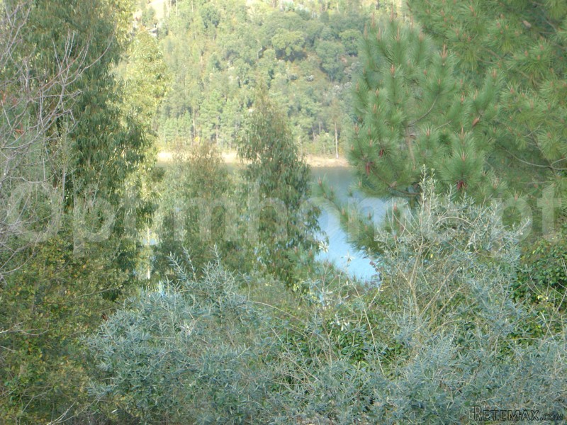 Farm For Sale - Santarem - 2