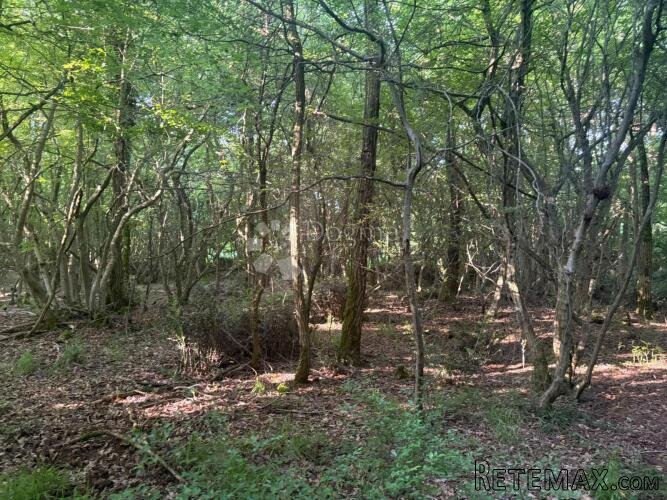Poljoprivredno zemljište Baderna 11866 m²