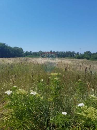 Istra, Lovrečica, poljoprivredno zemljište 2 km od mora - 3
