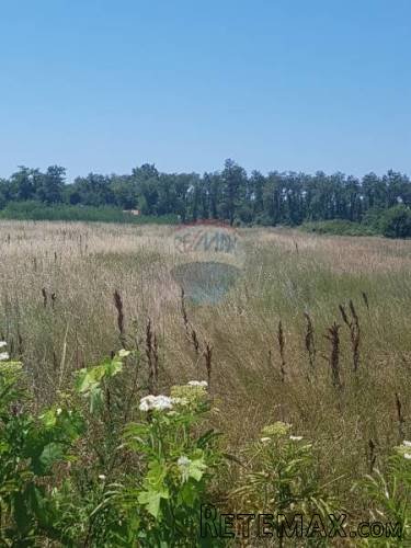 Istra, Lovrečica, poljoprivredno zemljište 2 km od mora - 4