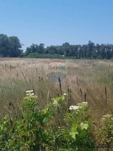 Istra, Lovrečica, poljoprivredno zemljište 2 km od mora - 5