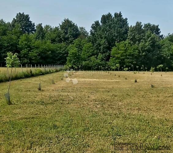 Ograđeno zemljište s mladim orahom – 1.5 ha
