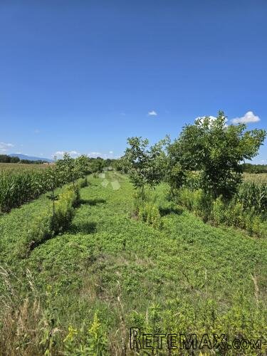 Zemljište sa nasadom oraha - 3