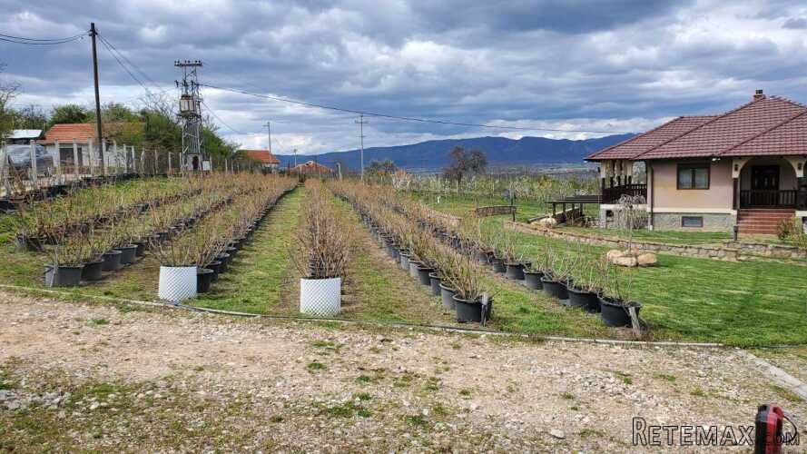 Prodajem kucu sa plantazom Žbevac-Bujanovac - 7