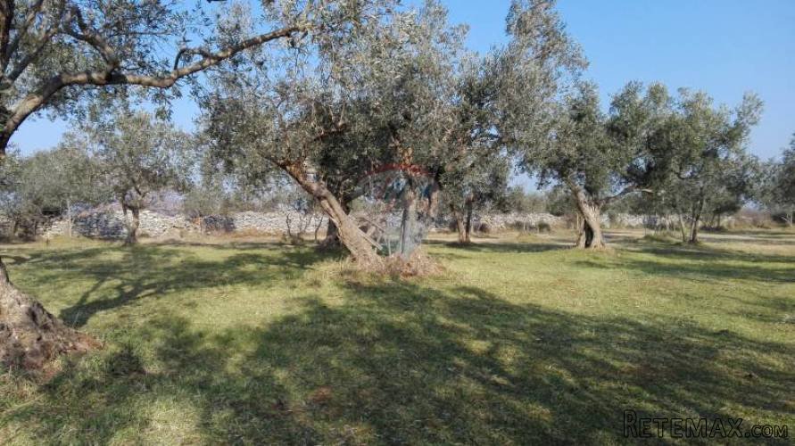 PEROJ, STARI MASLINIK SA 50 MASLINA - 4