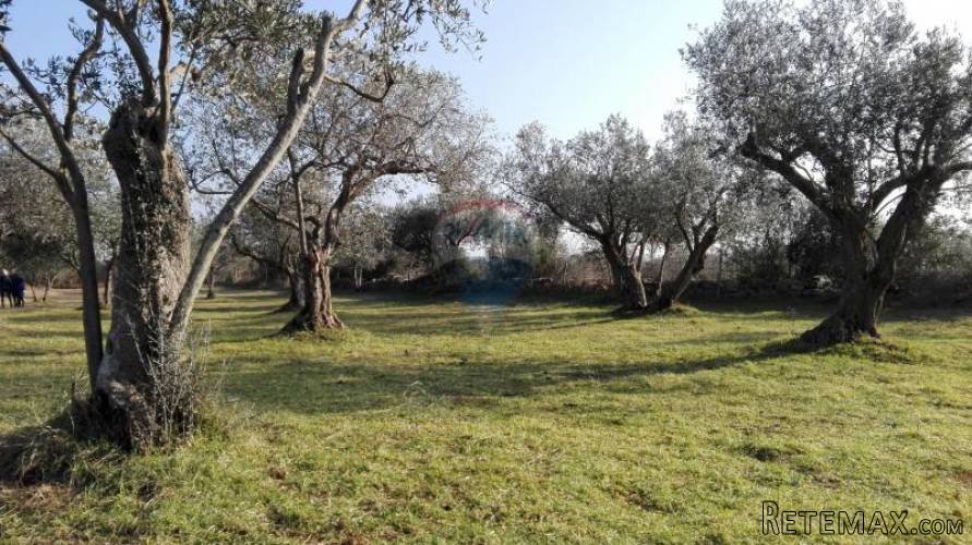 PEROJ, STARI MASLINIK SA 50 MASLINA - 2