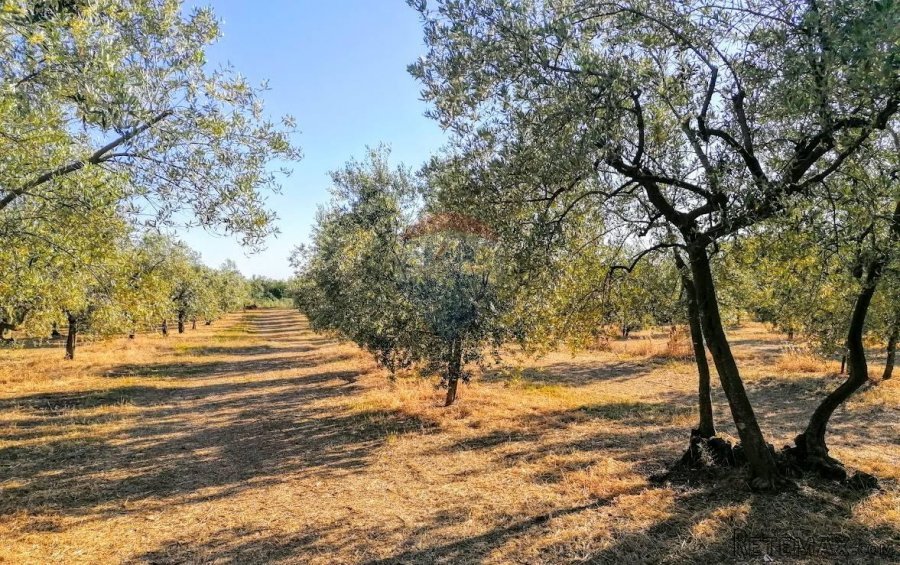 Istra, Poreč, Tar-Maslinik 700m od mora - 2