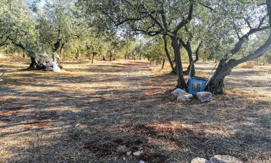 Istra, Poreč, Tar-Maslinik 700m od mora - 3