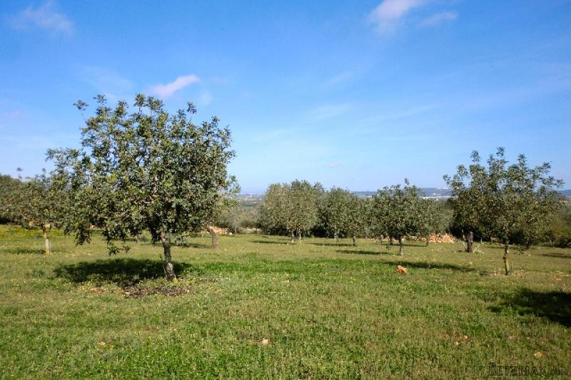 Country house on a beautiful plot..