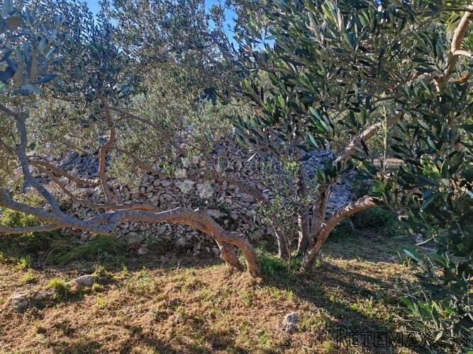 ZABLAĆE - ŠIBENIK - MASLINIK