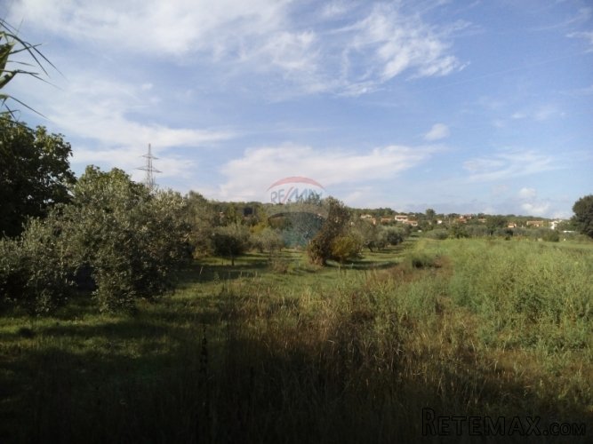 Istra, Pula maslinik na prodaju