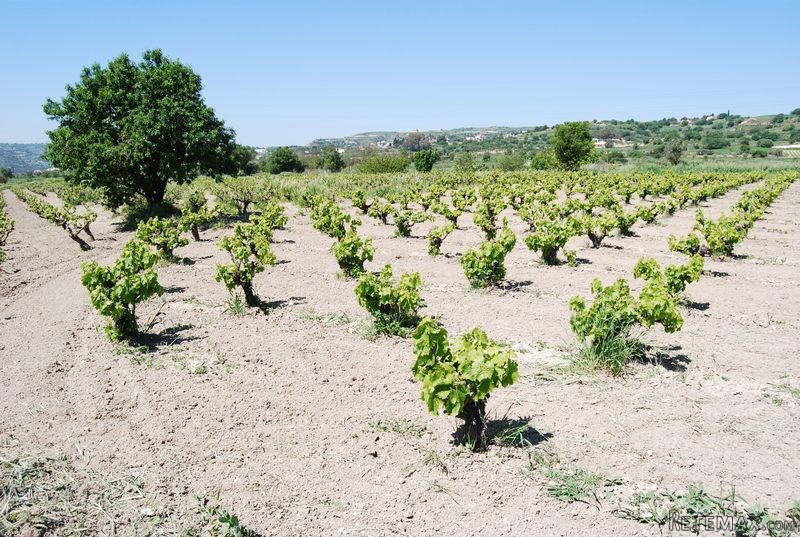 - Land - Paphos - For Sale - 2