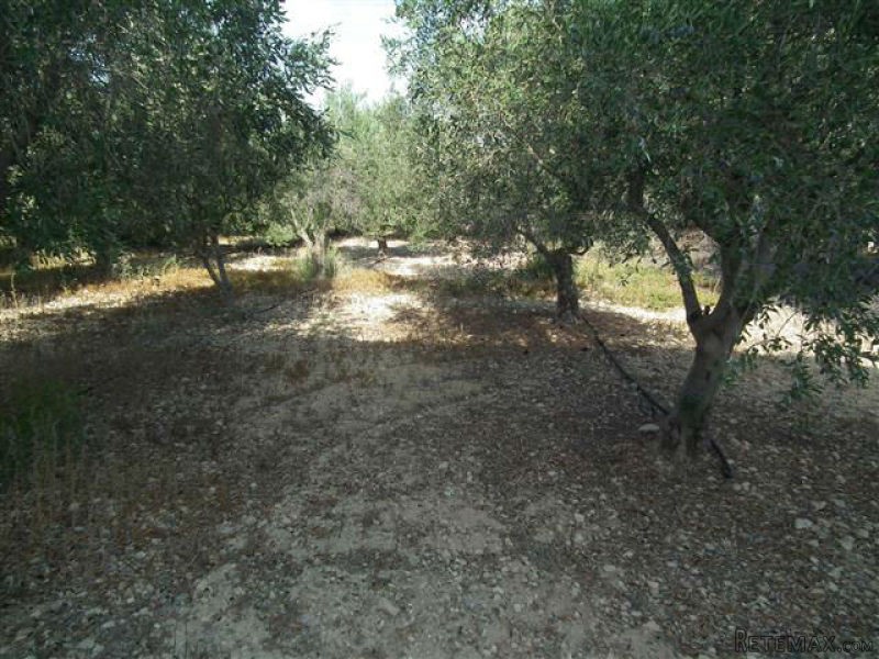 Land - Paphos - For Sale - 2
