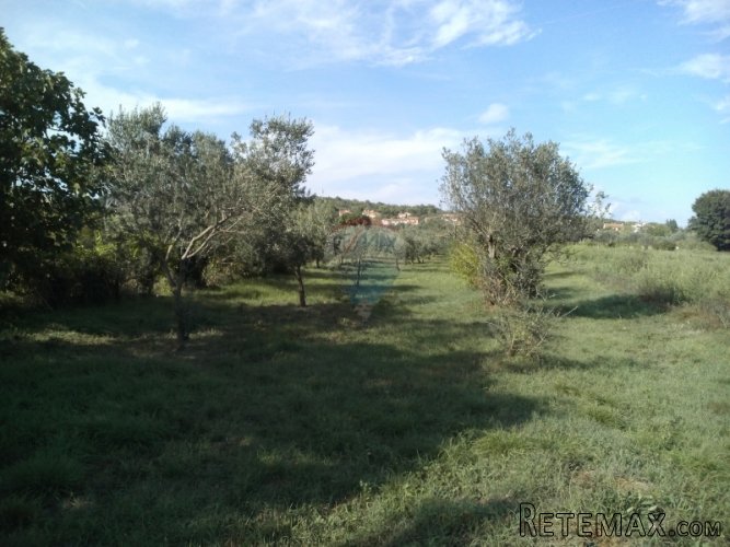 Istra, Pula maslinik na prodaju - 4