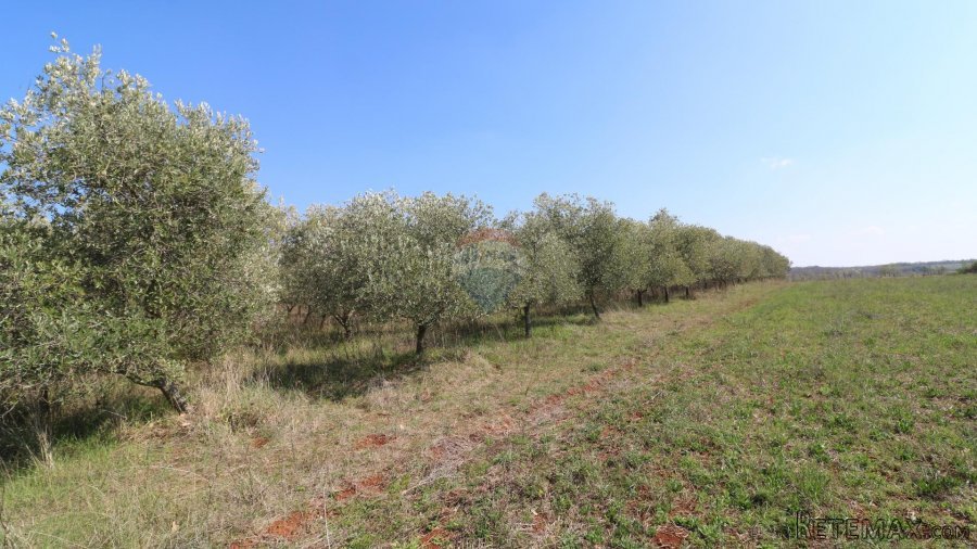 KAŠTELIR-maslinik s pogledm na more - 2