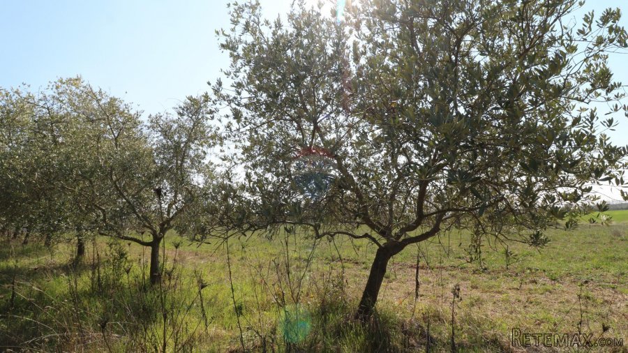 KAŠTELIR-maslinik s pogledm na more - 3