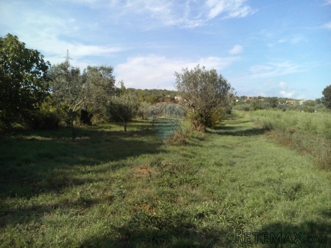 Istra, Pula maslinik na prodaju - 3