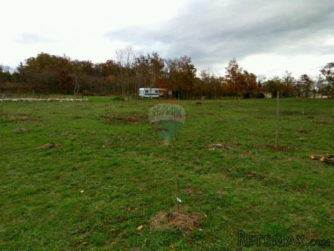 Istra, Vidulini- poljoprivredno zemljište od 4623m2 - 5