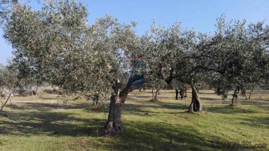 PEROJ, STARI MASLINIK SA 50 MASLINA - 3