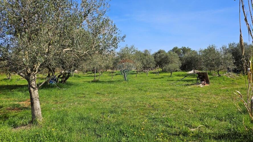 Istra, Umag okolica, maslinik s vodom - 2