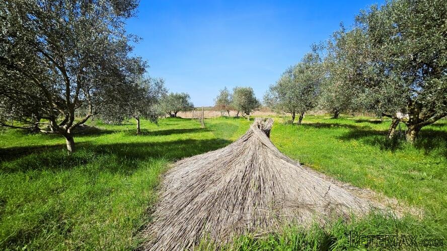 Istra, Umag okolica, maslinik s vodom - 3