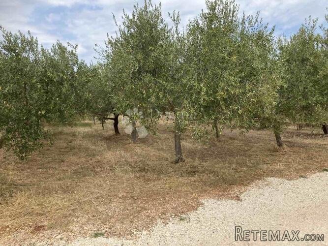 Kaštelir maslinik - 2