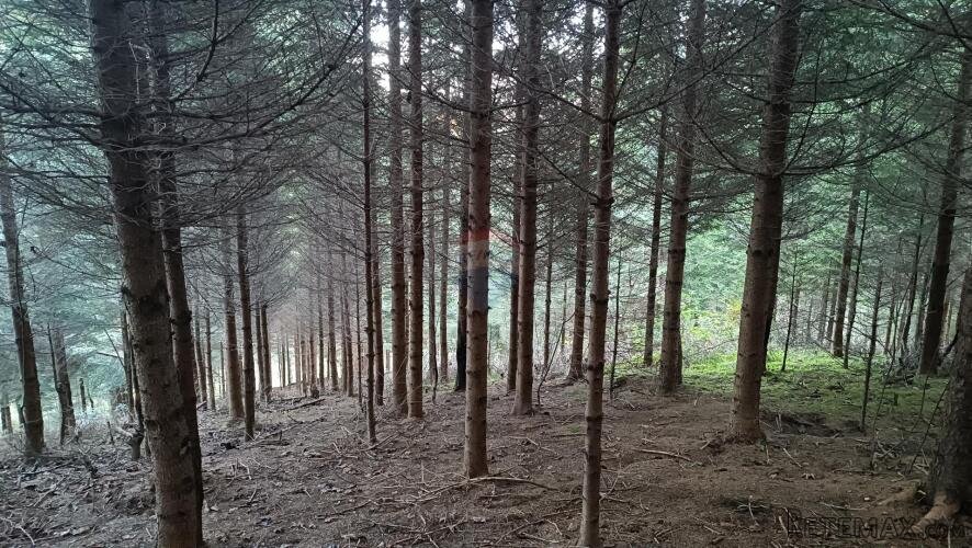 Gorski kotar, Gomirje,Oranica-šuma 6248 m2 - 2