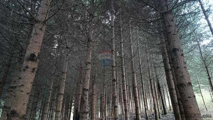 Gorski kotar, Gomirje,Oranica-šuma 6248 m2 - 3