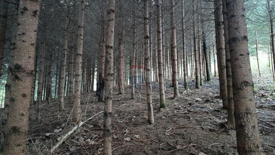 Gorski kotar, Gomirje,Oranica-šuma 6248 m2 - 4