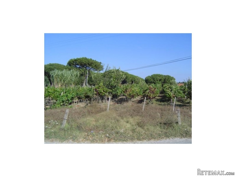 Land, Leiria › Maceira