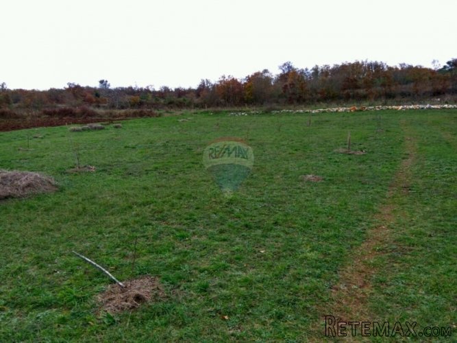 Istra, Vidulini- poljoprivredno zemljište od 4623m2 - 4