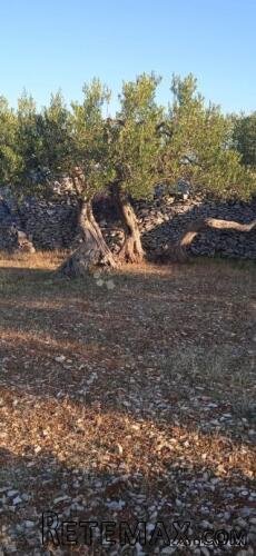 Postira, 8273 m2, uređeni maslinik, asfaltirana cesta, blizi - 3