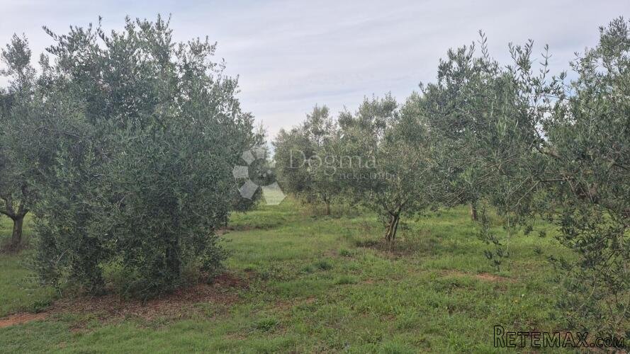 Maslinik sa 205 maslina u Šišanu - 2
