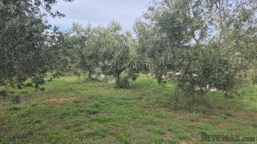 Maslinik sa 205 maslina u Šišanu - 3