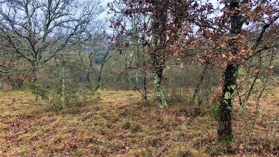 Istra, Grožnjan okolica, lijepa građevinska parcela - 9