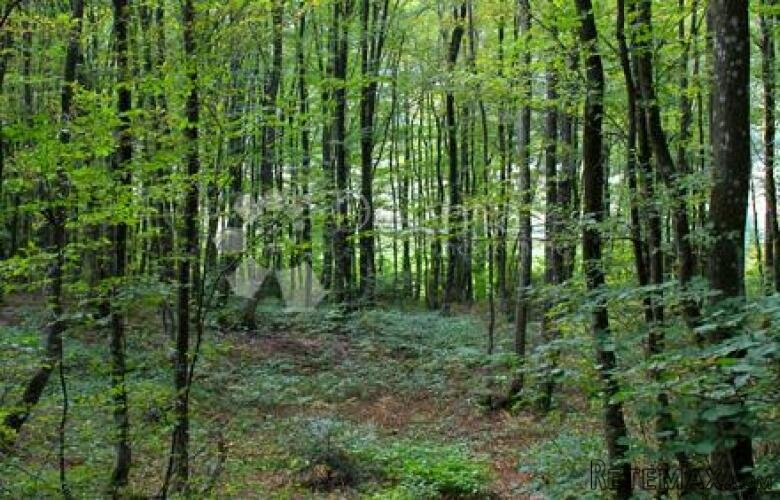 Poljoprivredno zemljište /šuma u Žbandaju