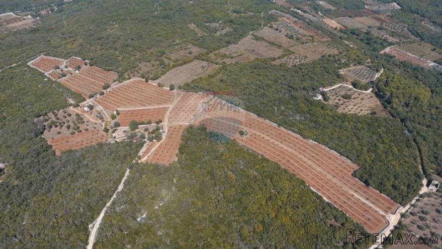 ISTRA, ROVINJ, jedinstven maslinik s pogledom na grad i more - 3