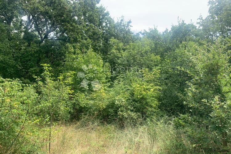 DIVŠIĆI – lijepa parcela 4 km od Vodnjana - 3